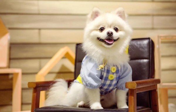 飞乐乐 养狗前必看！这五种狗狗超贴心，哪个最适合你？