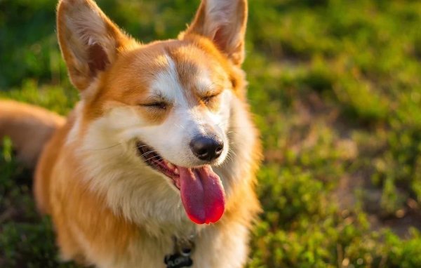 申宝策略 小狗撒欢跑全家笑了，养它却得学会三件事