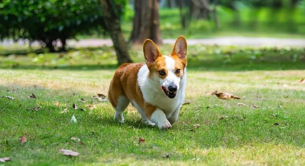 利配网 柯基小短腿扭出爱心臀，家里欢乐翻倍，你家有吗？