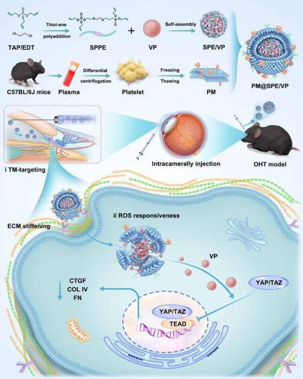信康优配 谢立信院士团队构建仿生药物递送系统负载维替泊芬治疗青光眼的新策略